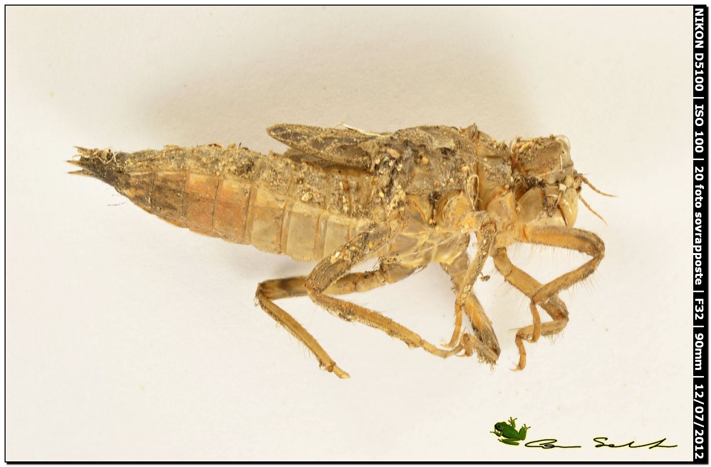 Exuvia di Orthetrum cancellatum